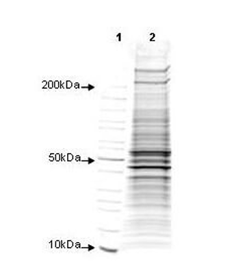 Coomassie stained SDS-PAGE of 30 μg of Human Foreskin Fibroblast Whole Cell Lysate separated using a 4-20% gradient gel under reducing conditions (lane 2). Molecular weight standards are shown in lane 1.